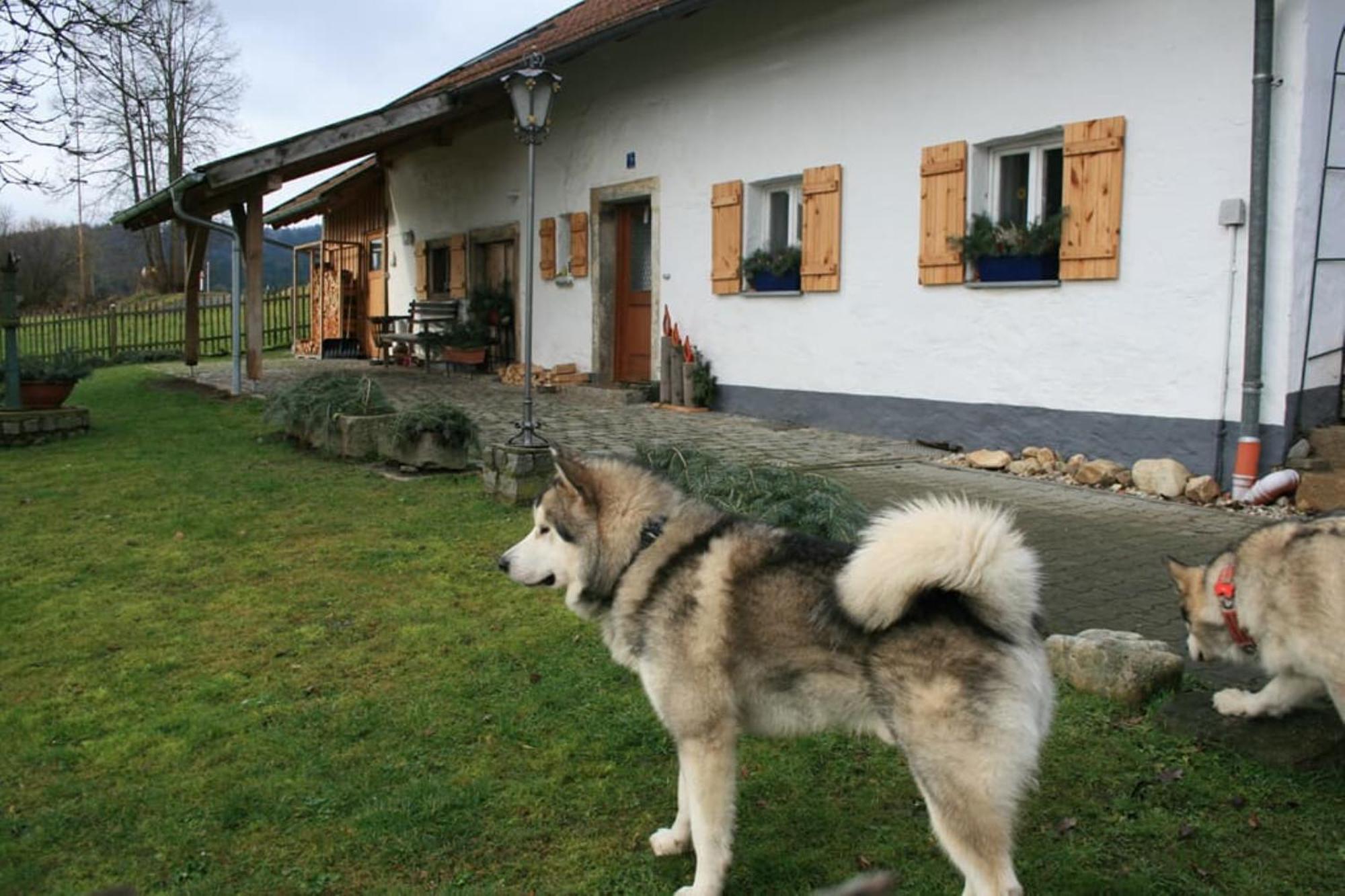 Ferienhaus Winter Blaibach Exterior foto